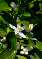 Fototapeta premium Closeup of fragrant orange blossoms and buds on the tree