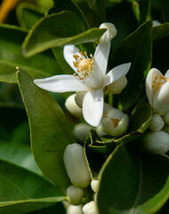 Closeup of fragrant orange blossoms and buds on the tree