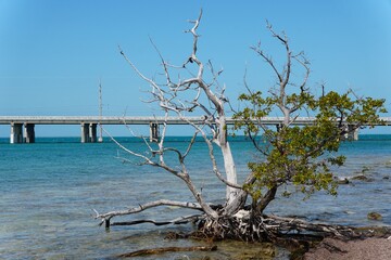 A tree branch overlooking the beautiful blue ocean at Bahia Honda State Park, Big Pine Key, Florida