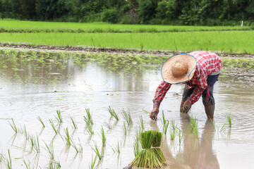 plant, rice, agriculture, nature, grain, food, seed, farm, harvest, cereal, organic, background, natural, healthy, crop, yellow, ear, paddy, isolated, leaf, vector, white, field, growth, nutrition,