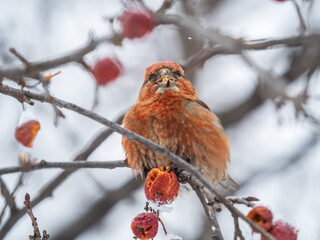 Red Crossbill male sitting on the tree branch and eats wild apple berries. Crossbill bird eats berries.