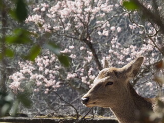 陽光の中の鹿と梅の花