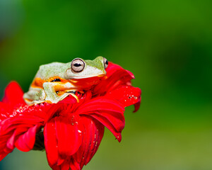 Fototapeta premium A frog on red flower, Close up of the green tree frog Rhacophorus reinwardtii