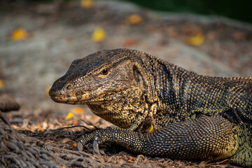Asian water monitor lizard, Varanus salvator, is sunning or basking under the morning sunlight on a watercourse bank to raise its body temperature. Golden hour, close-up and head shot.