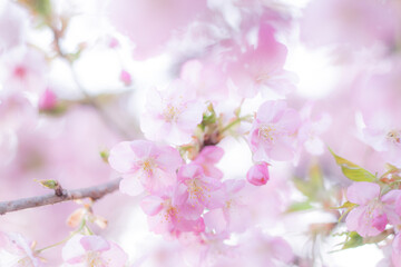 桜(cherry blossom) 