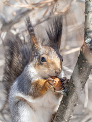 The squirrel with nut sits on tree in the winter or late autumn