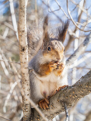 The squirrel with nut sits on tree in the winter or late autumn
