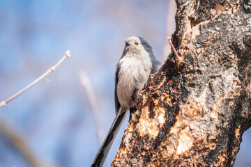 European long-tailed tit, latin name Aegithalos caudatus. A bird sitting on a branch in a deciduous forest.
