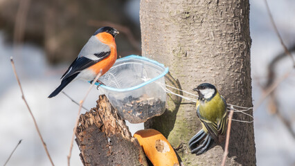 The bullfinch, common bullfinch or Eurasian bullfinch, lat. Pyrrhula pyrrhula, sitting on the bird...