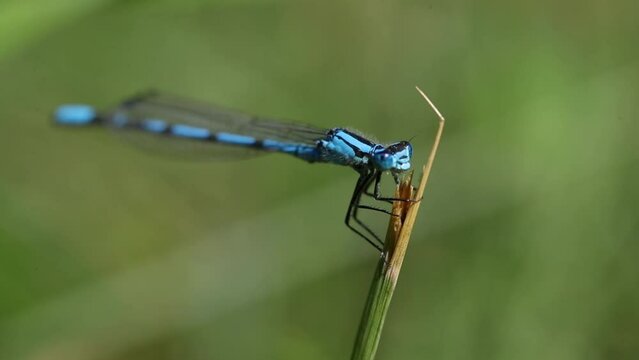A macro view of a common blue damselfly while it clings to blade of broken grass and then suddenly flies away.