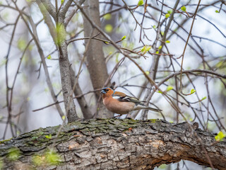 Common chaffinch, Fringilla coelebs, sits on a branch in spring on green background. Common chaffinch in wildlife.