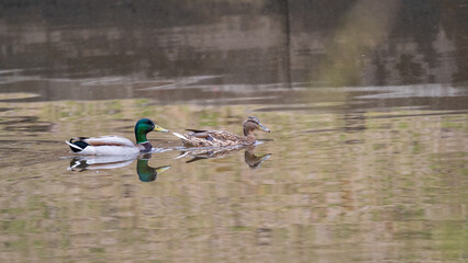 A couple of mallard ducks swims in the river - obrazy, fototapety, plakaty