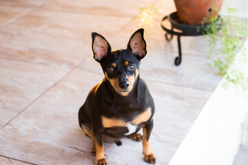 portrait of a black dog in the Golden Hour