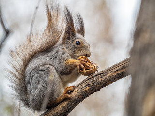 Fototapeta premium The squirrel with nut sits on a branches in the spring or summer.