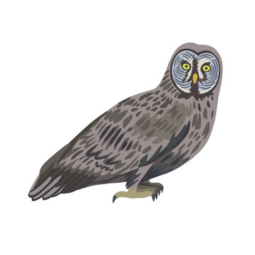 Vector cartoon gray owl isolated on white background. 