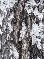 The texture of the birch bark. Birch bark background