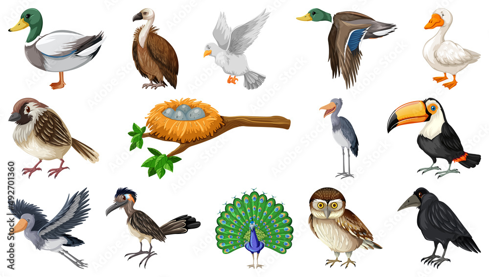 Sticker Different kinds of birds collection