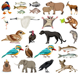Different kinds of animals collection