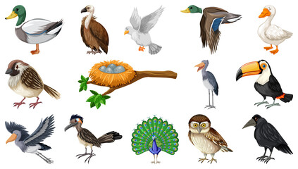 Different kinds of birds collection