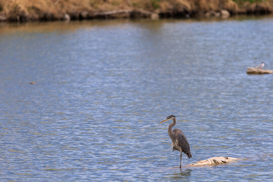 Blue Heron On A Lake In Colorado
