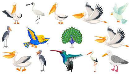 Different kinds of birds collection