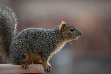 Closeup of a squirrel raiding a bird feeder in the snow