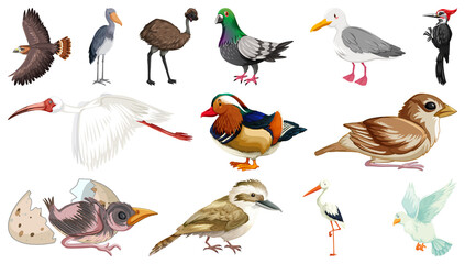 Different kinds of birds collection