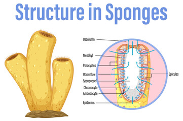 Diagram showing structure in sponges