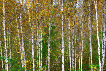 Trunks of autumn birches