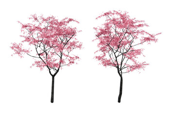 Isometric sakura tree 3d rendering © safri