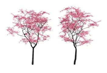 Poster Isometric sakura tree 3d rendering © safri