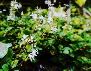 Beautiful small white wild flower in the park