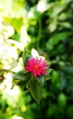 BABY SUN ROSE. Mesembryanthemum cordifolium formerly known as Aptenia cordifolia is a species of succulent plant in the iceplant family, beautiful flower