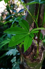 fresh green cassava leaves. Cassava leaves in Indonesia are consumed into a variety of delicious dishes such as vegetable curry, boiled as fresh vegetables