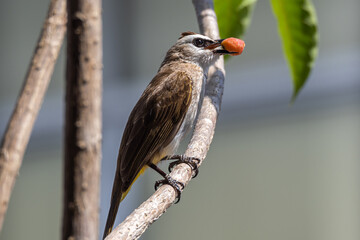 The father bird brings food to the young bird. 