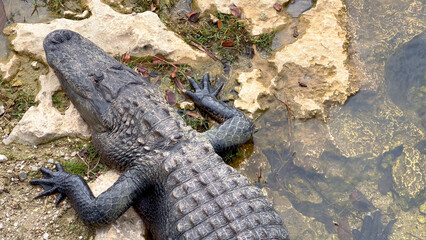 Alligators in the Everglades lying on shallow water - travel photography