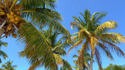 Fototapeta na wymiar Wonderful Caribbean Palm trees moving in the wind - travel photography