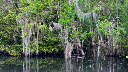 Mangrove Forest in the Everglades - travel photography