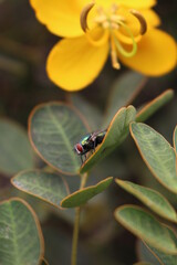 Mosca común en un jardín