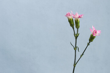 Obraz premium ブルーの背景とピンクのカーネーション