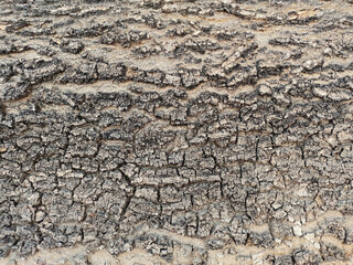Close up of tree texture