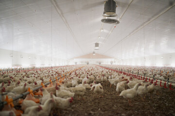 This is what a chicken party looks like. Shot of a large flock of chicken hens all together in a...