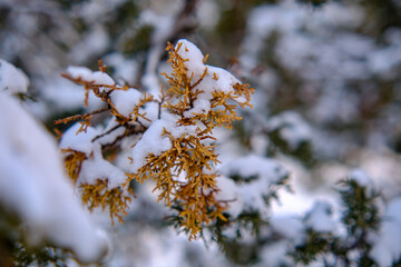 Brown Evergreen Tree Close Up With Snow