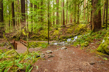 View at Trail in Park with Small Bridge and Creek in Vancouver, Canada.