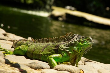 Iguana 3