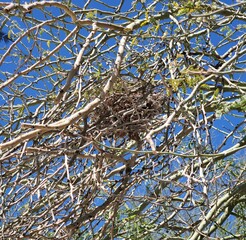 nest on tree