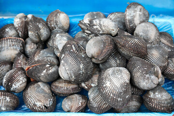 각종생선과 조개류 사진, 전복, 멍게, 매생이, 생태, 조기구이, 고등어, 병어, 민어, 낙지, 갈치, 농어, 게, 꼬막 사진