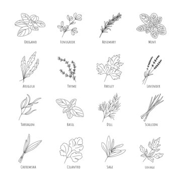Set of spicy herbs one twig Oregano, Fenugreek, Rosemary, Mint, Arugula, Thyme, Parsley, Lavender, Tarragon, Basil, Dill, Scallion, Cheremsha, Cilantro, Sage, Lovage. Editable line.