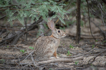 Jack Rabbit In Woods In Texas