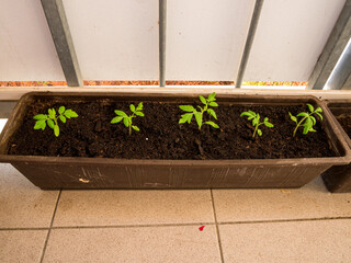 Young seedlings of tomatoes in a box on the edge of the balcony